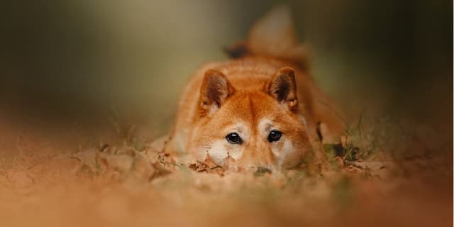 Dogecoin Dips Near 2025 Low Price as Bitcoin Slides Below $95K