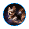 Yorkie Doge (YDOGE)