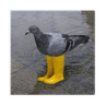 Pigeon In Yellow Boots (PIGEON)